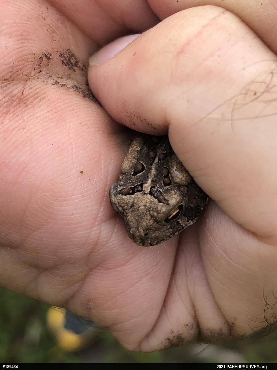 Eastern American Toad
