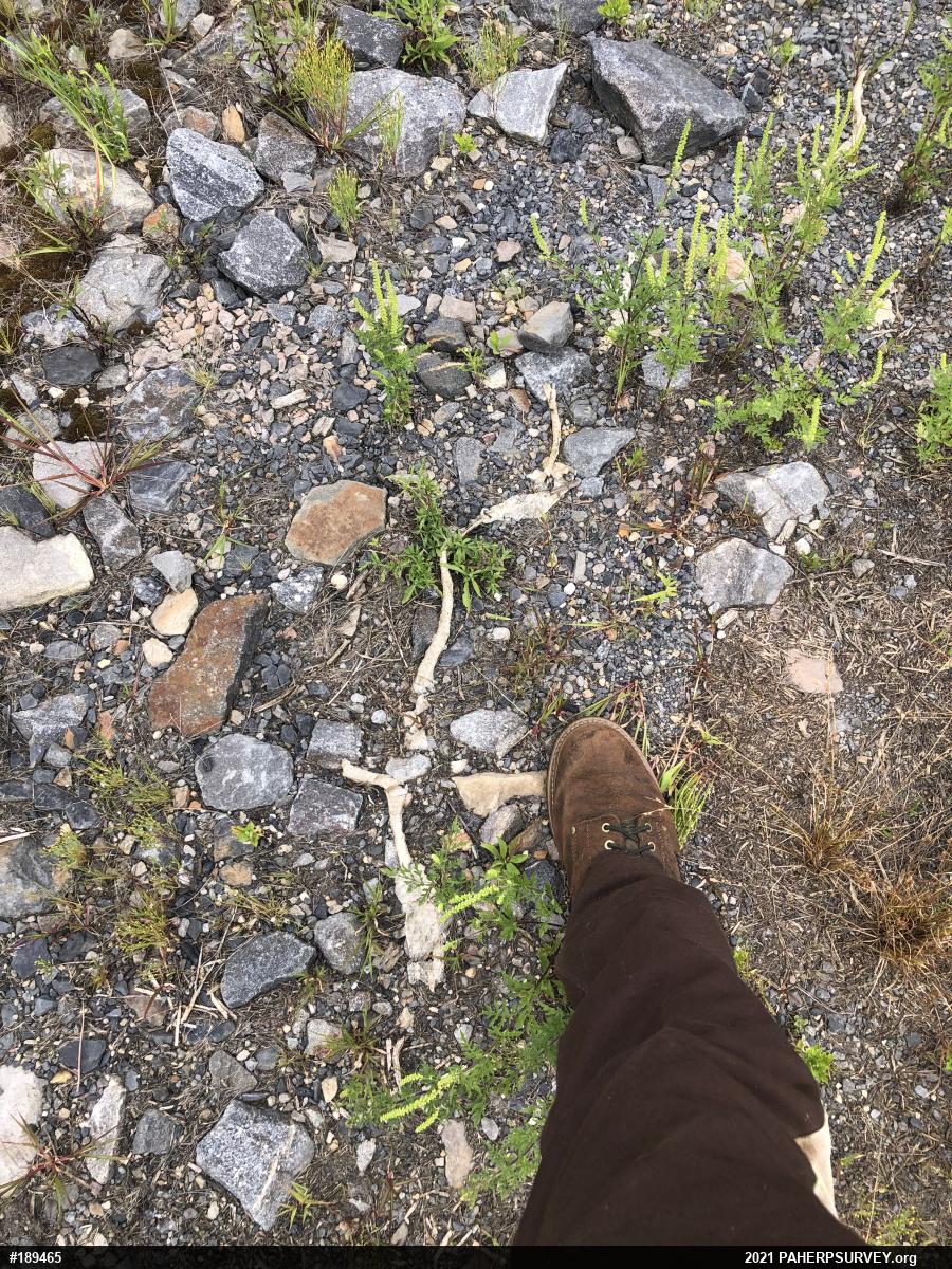 Eastern Ratsnake