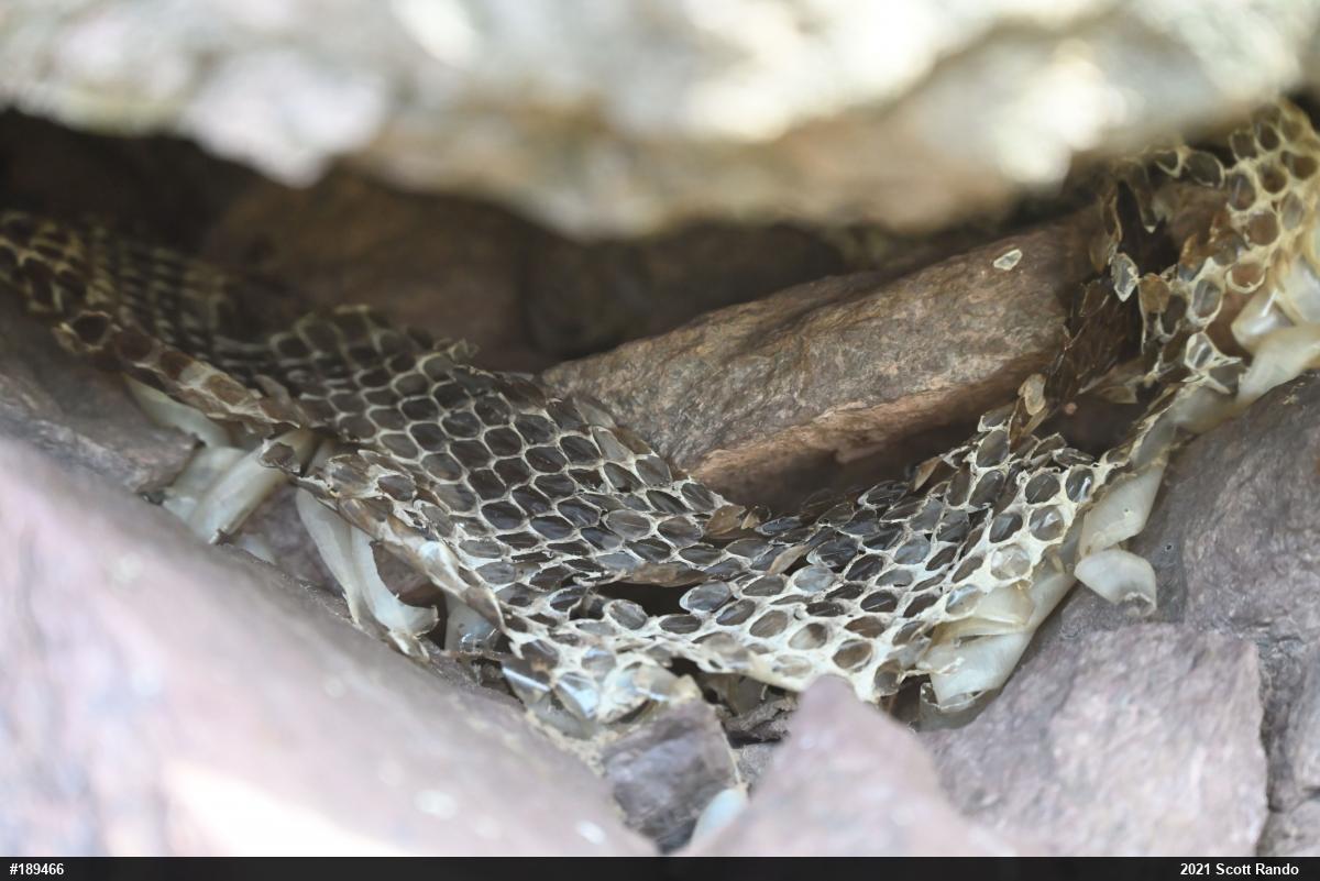 Timber Rattlesnake