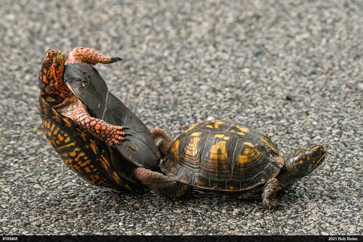 Eastern Box Turtle