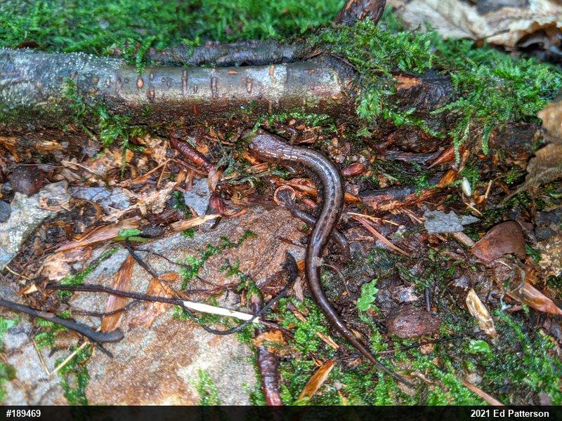 Allegheny Mountain Dusky Salamander