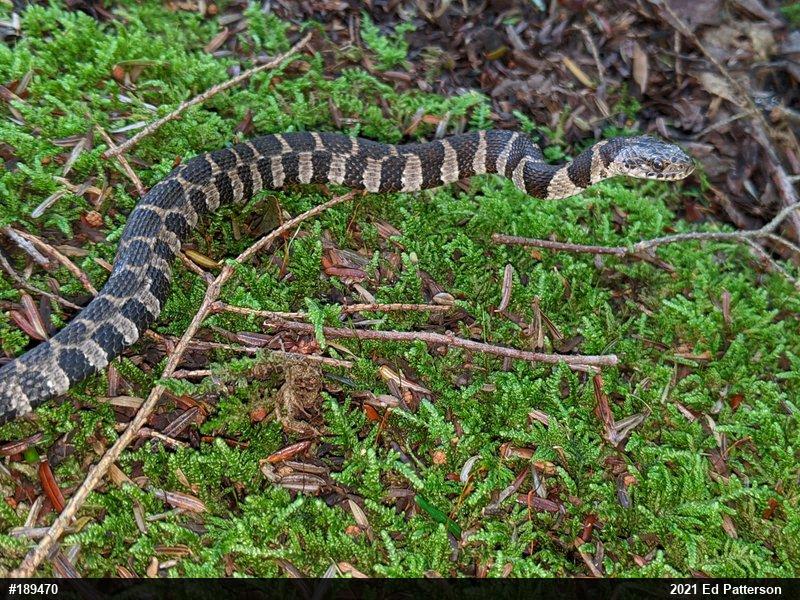 Northern Watersnake