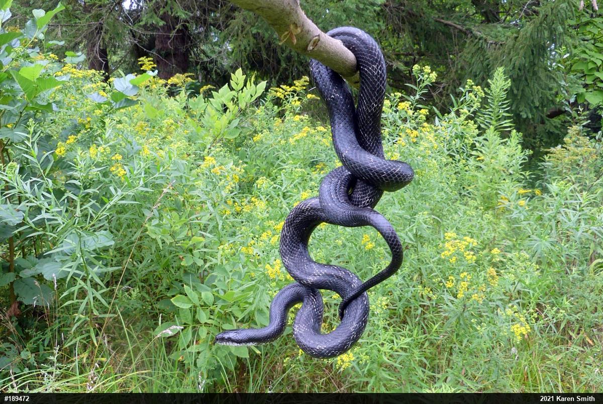 Eastern Ratsnake