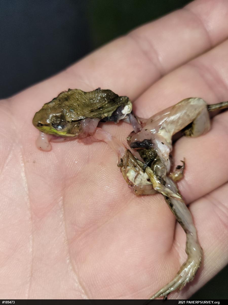 Green Frog