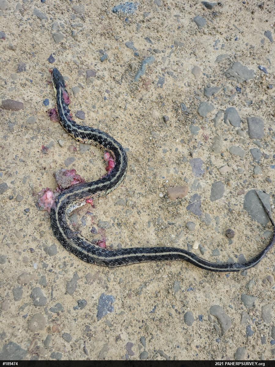 Eastern Gartersnake