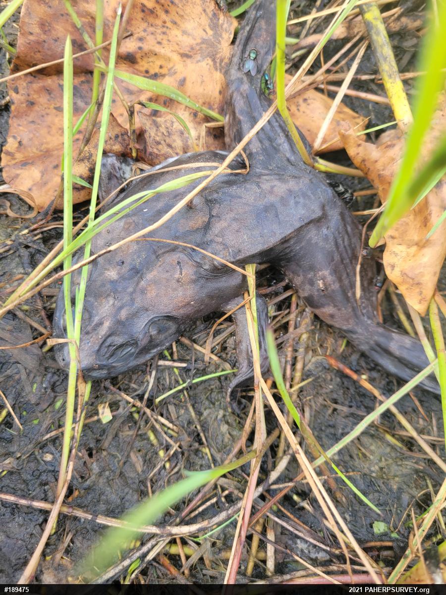 American Bullfrog