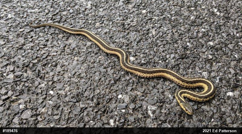 Eastern Gartersnake