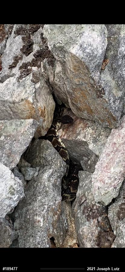 Timber Rattlesnake