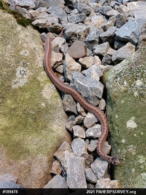 Dekay's Brownsnake
