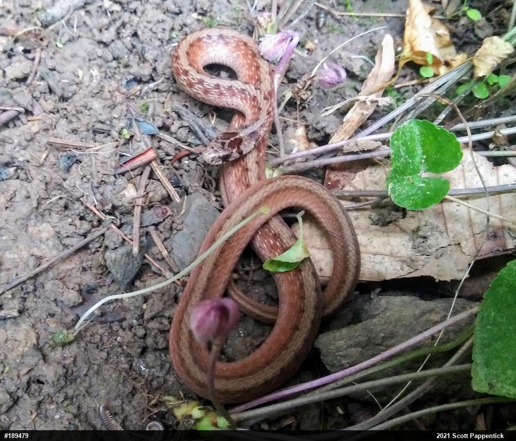 Dekay's Brownsnake