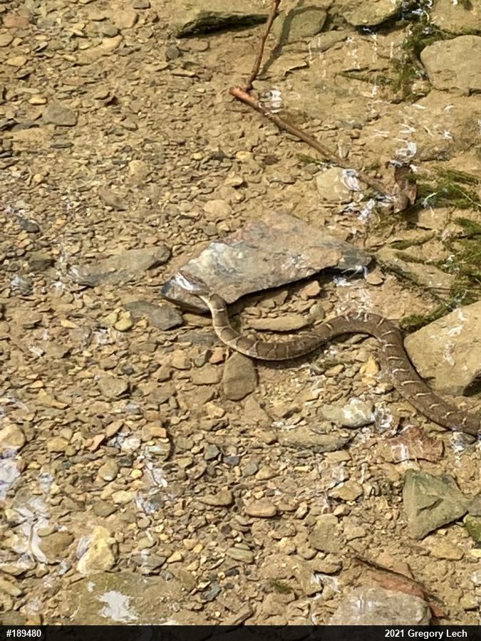 Northern Watersnake