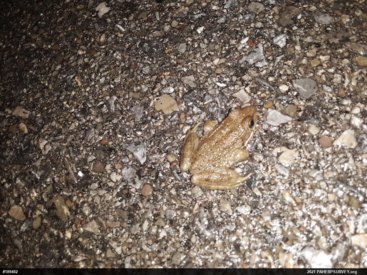 Green Frog
