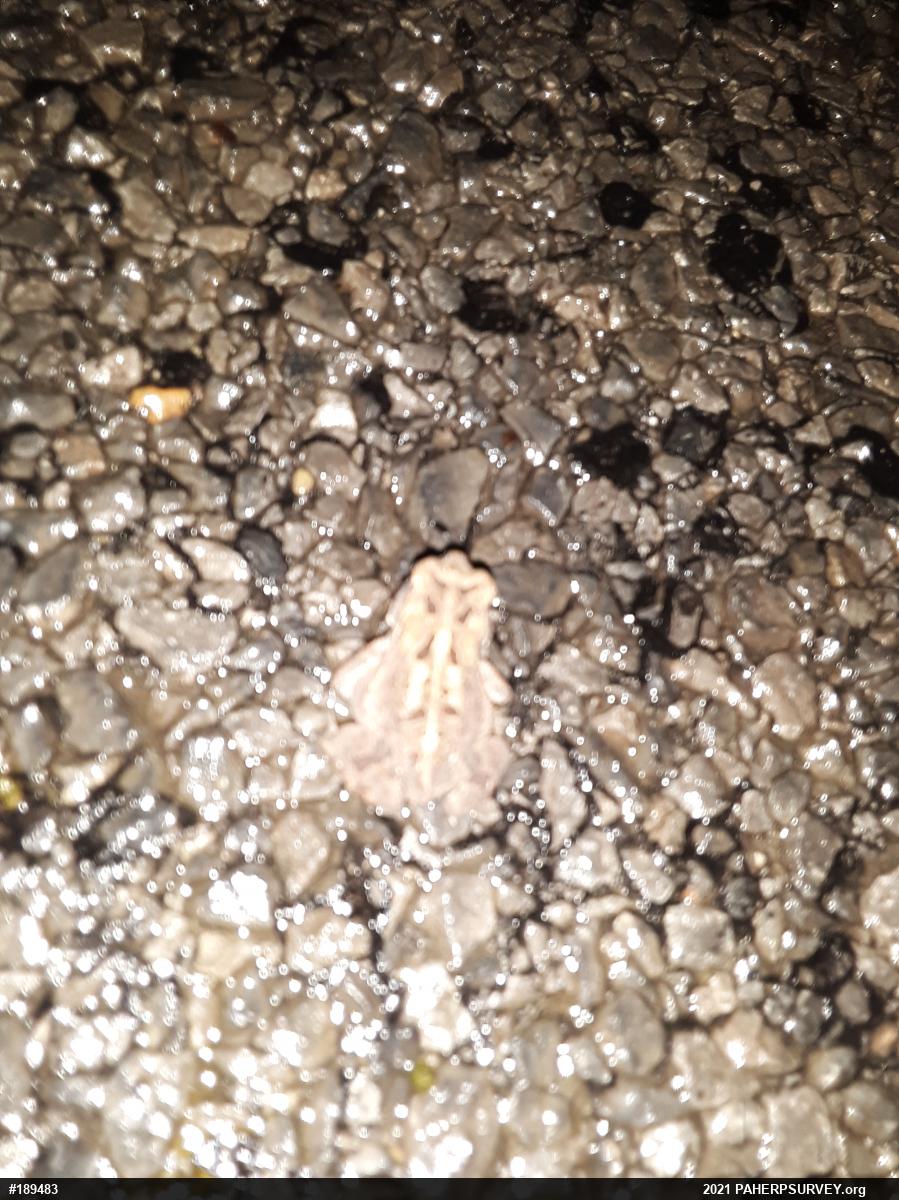 Eastern American Toad
