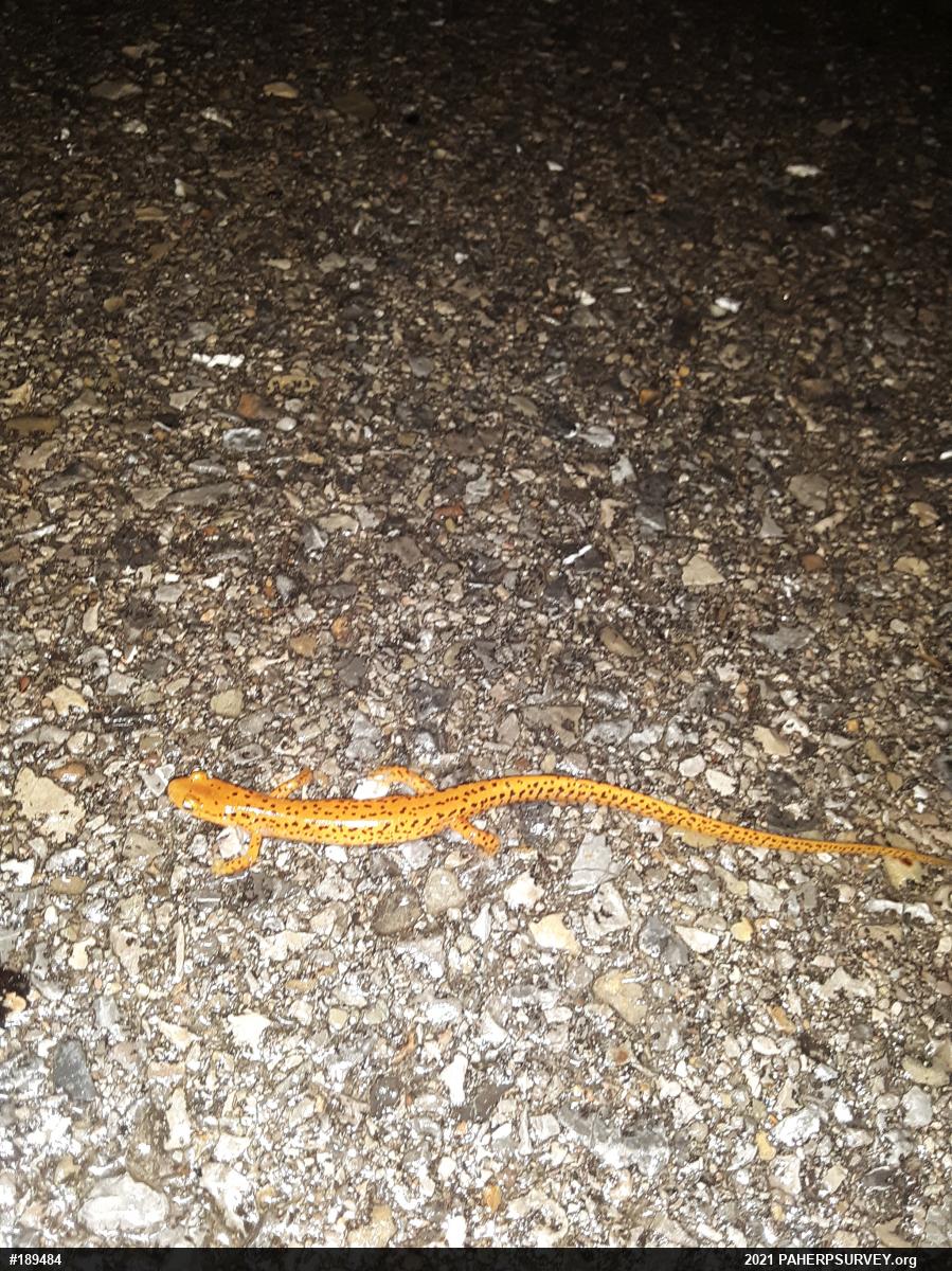 Eastern Long-tailed Salamander