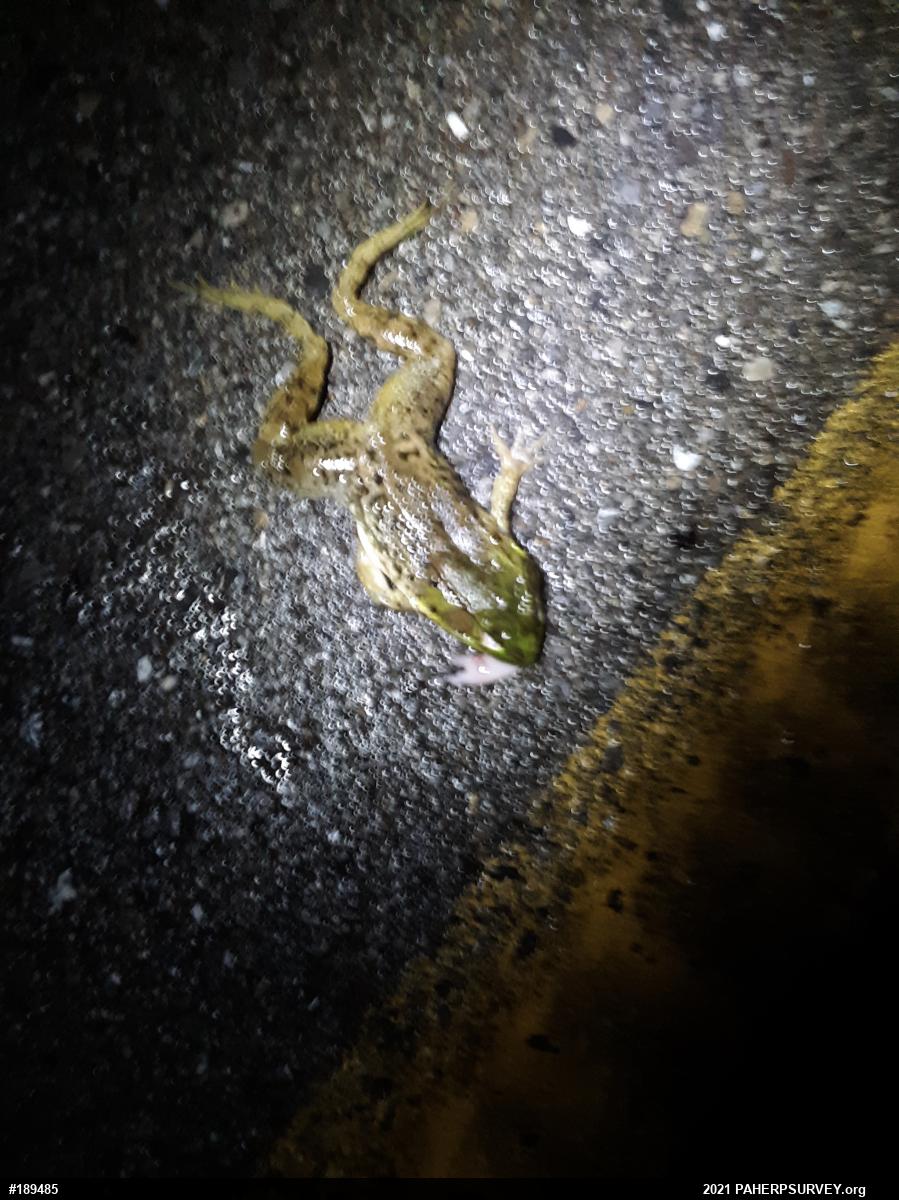 Green Frog
