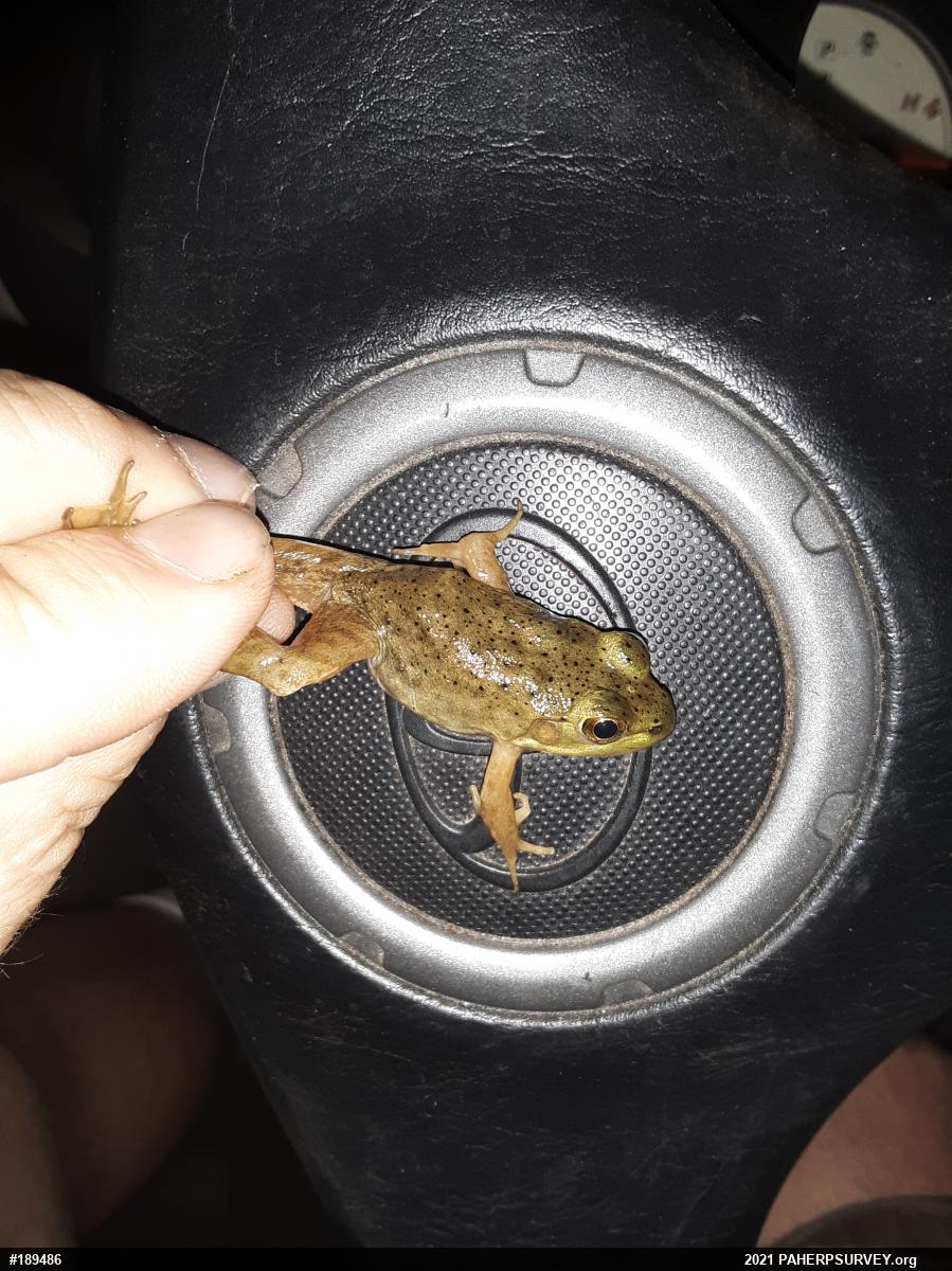 American Bullfrog