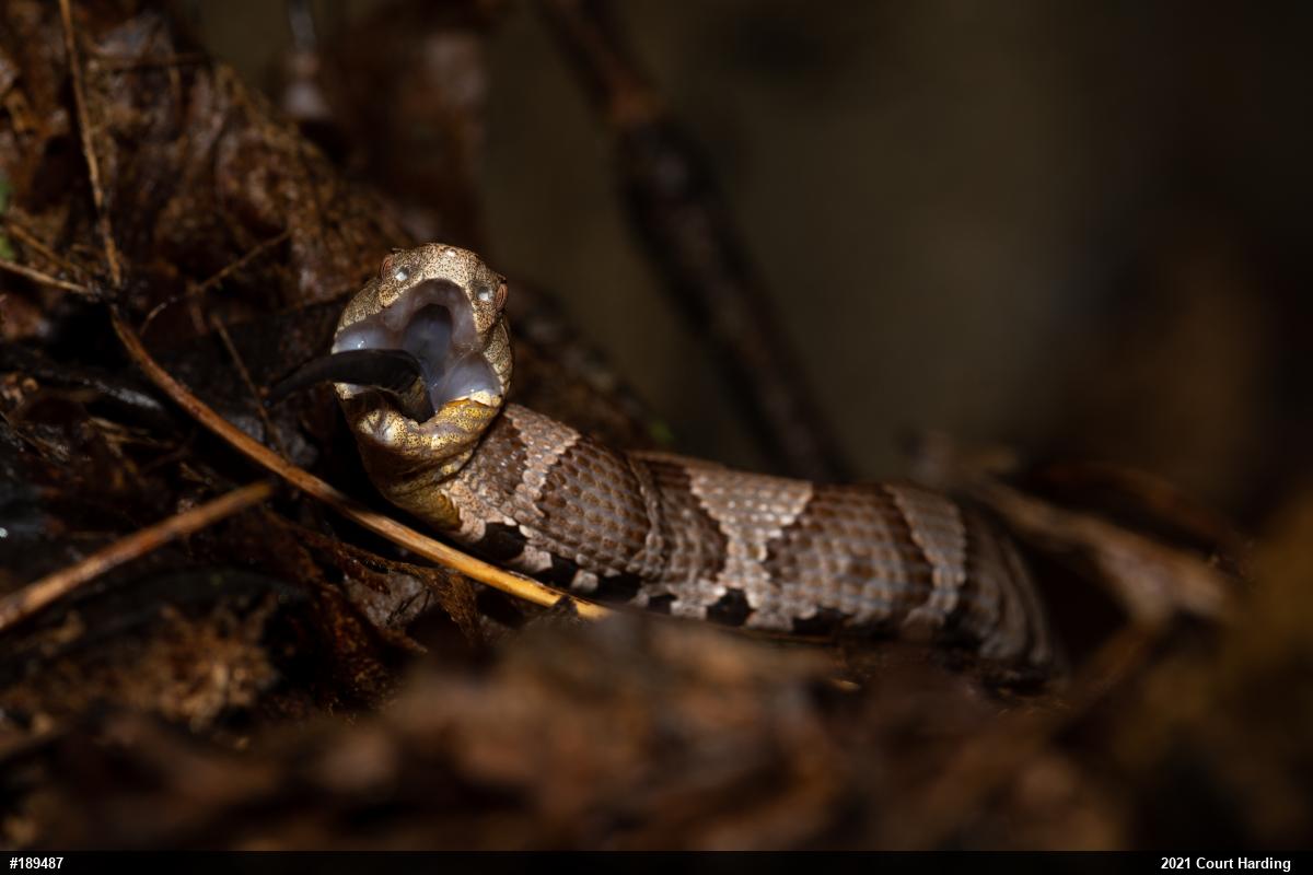 Northern Copperhead