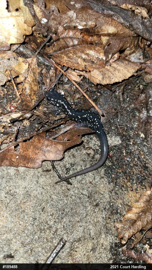 Northern Slimy Salamander