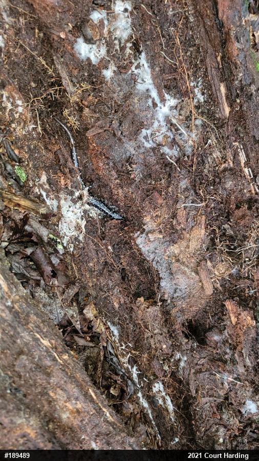 Northern Slimy Salamander