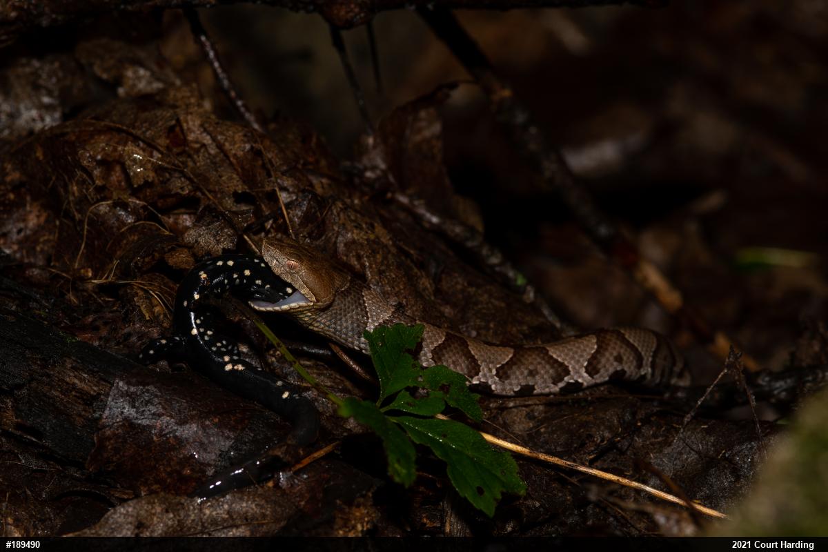 Northern Slimy Salamander