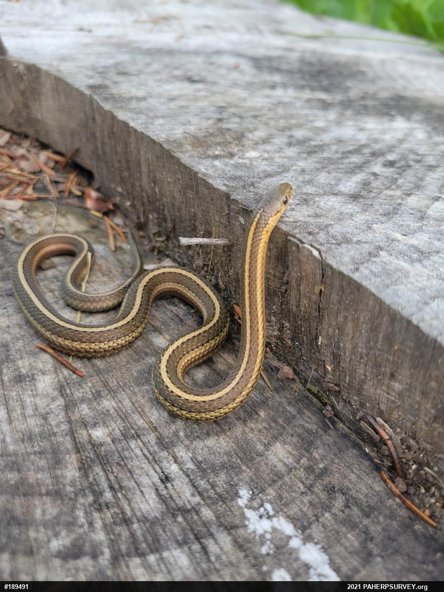 Shorthead Gartersnake