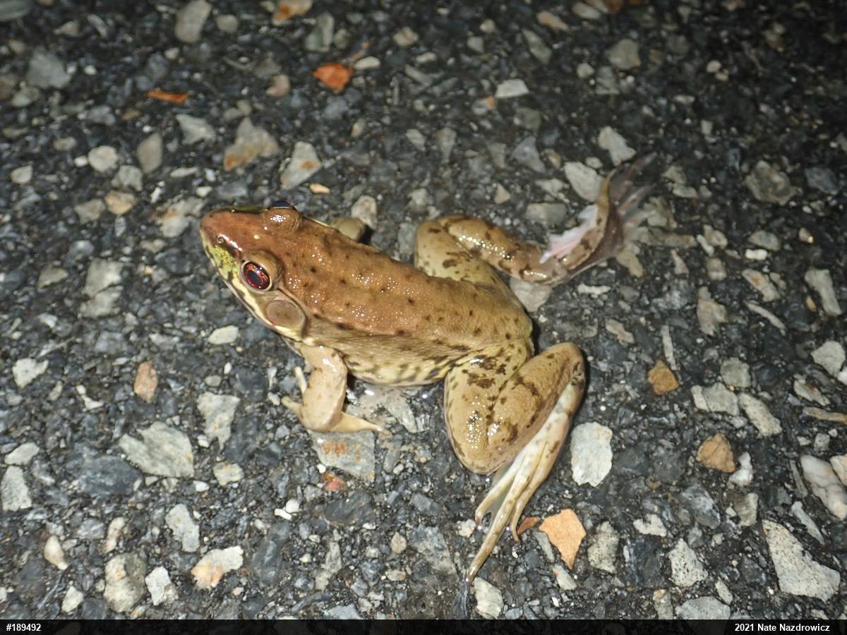 Green Frog
