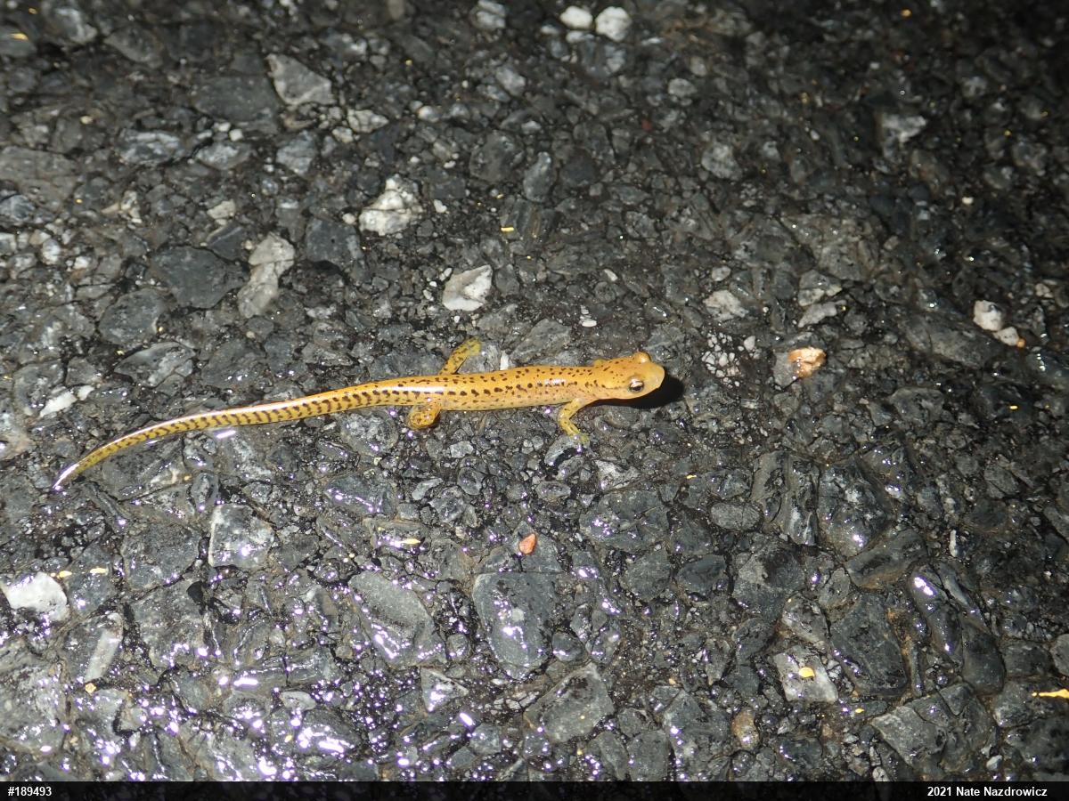 Eastern Long-tailed Salamander