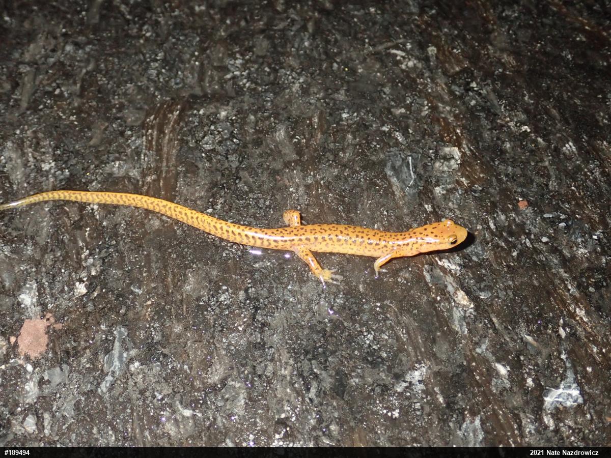 Eastern Long-tailed Salamander