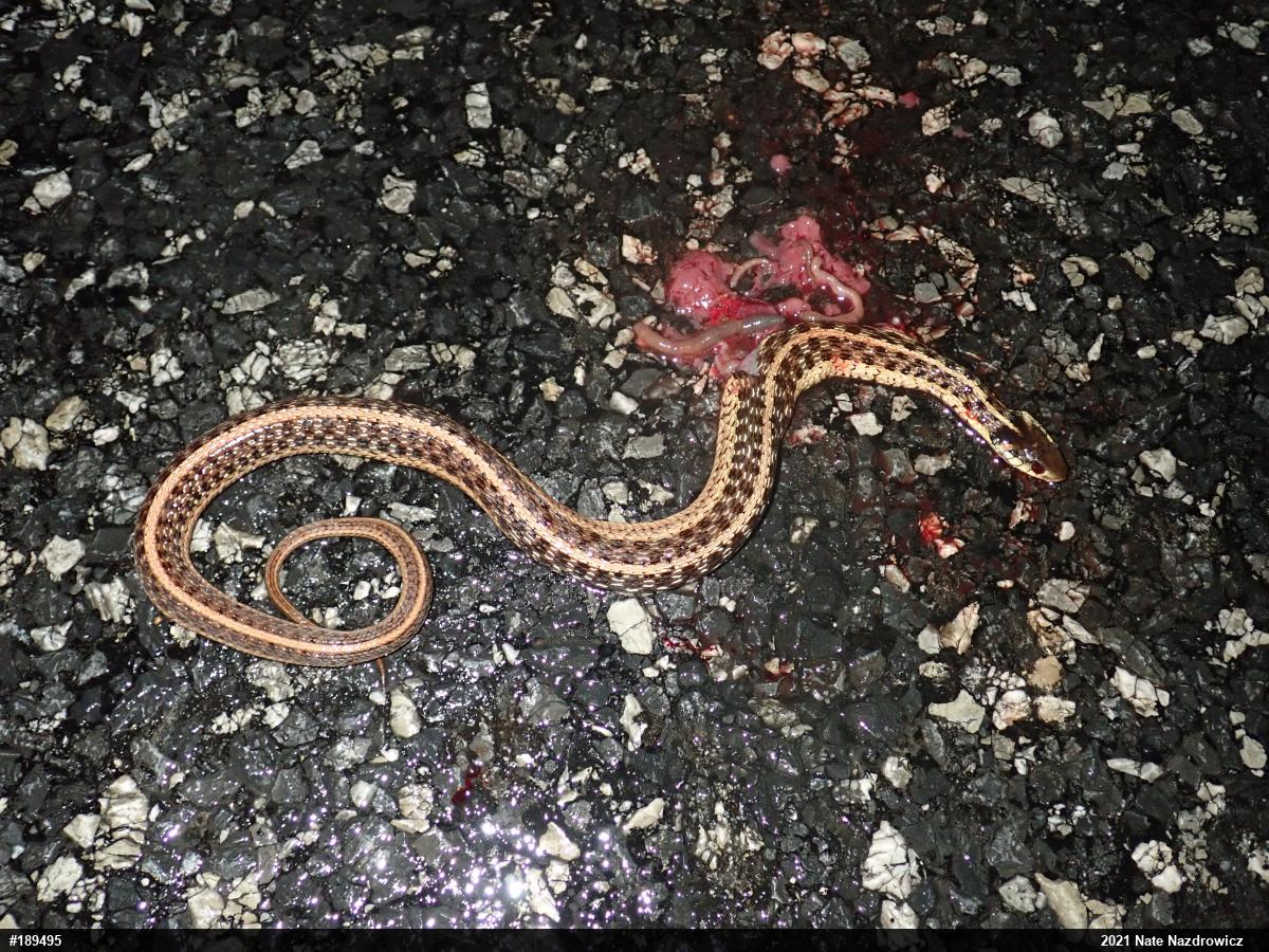 Eastern Gartersnake