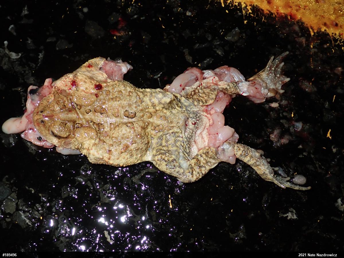 Eastern American Toad