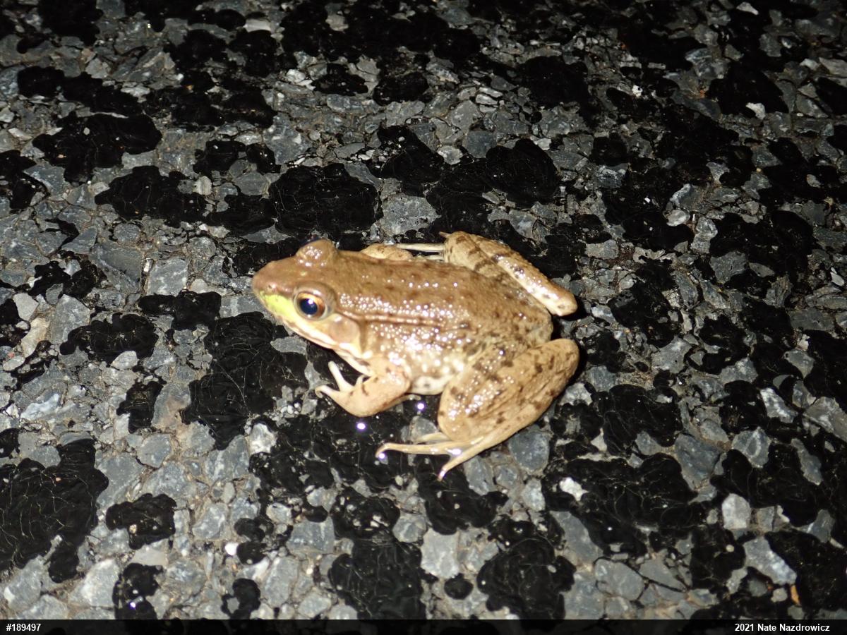 Green Frog