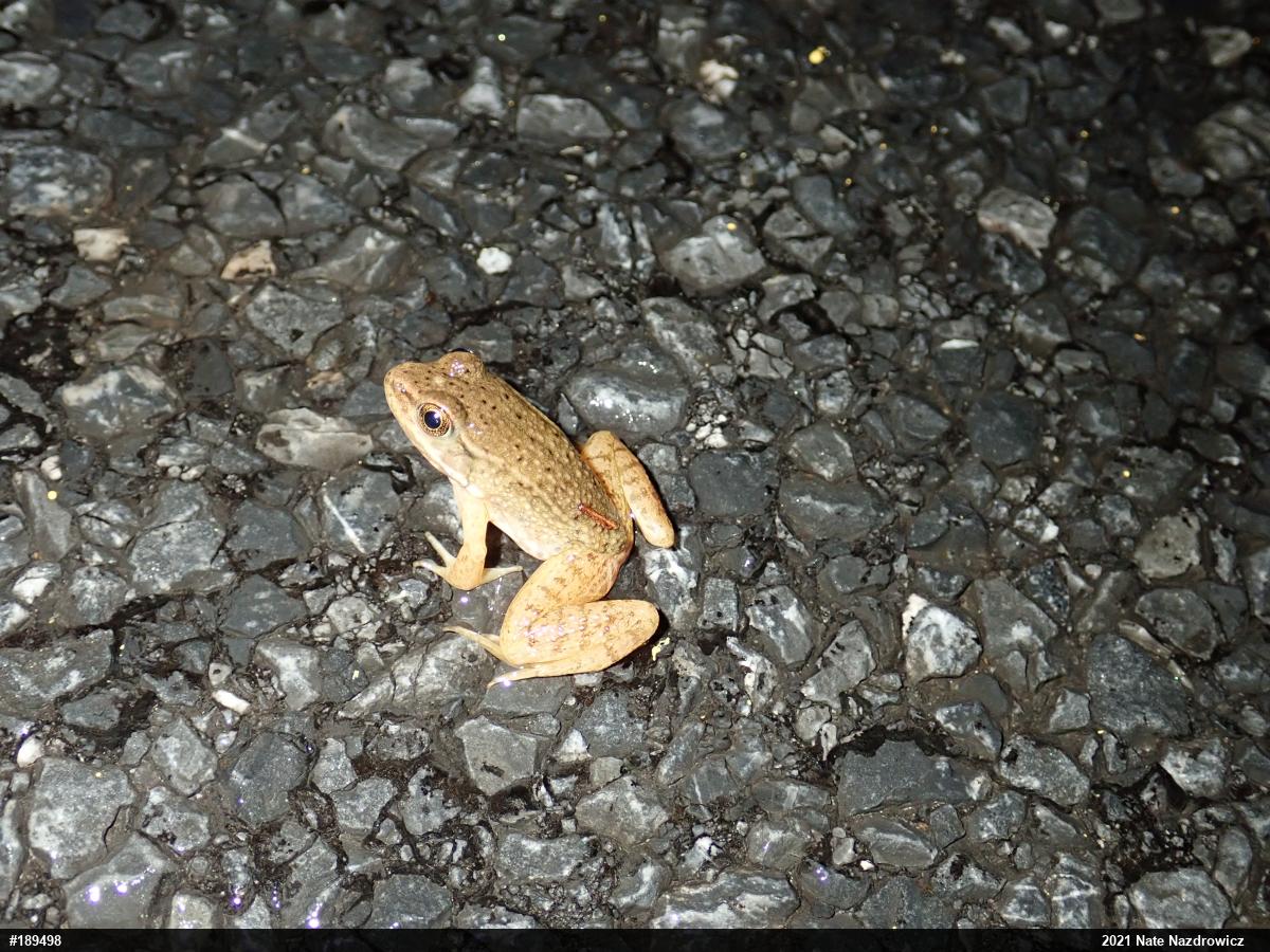 Green Frog