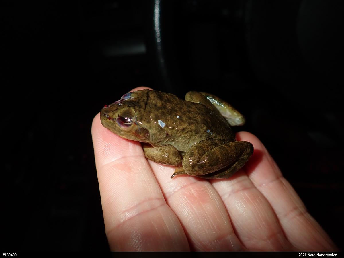 American Bullfrog