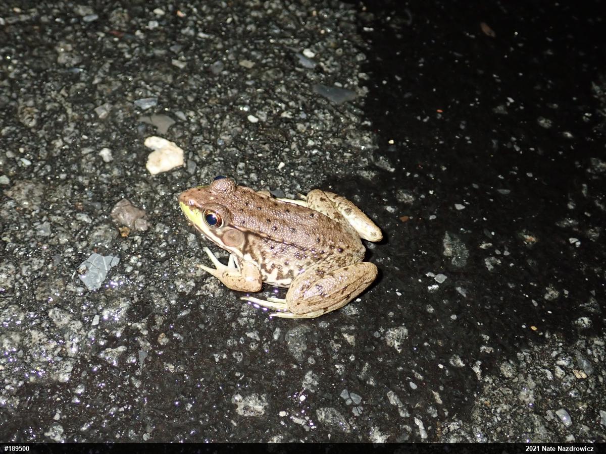 Green Frog
