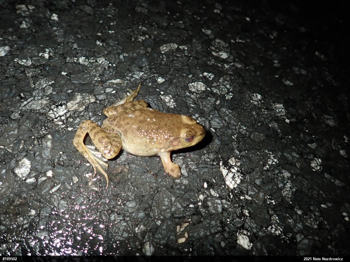 American Bullfrog