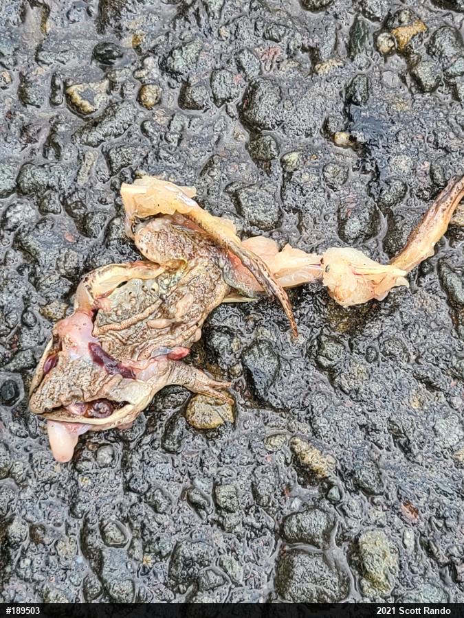 Wood Frog