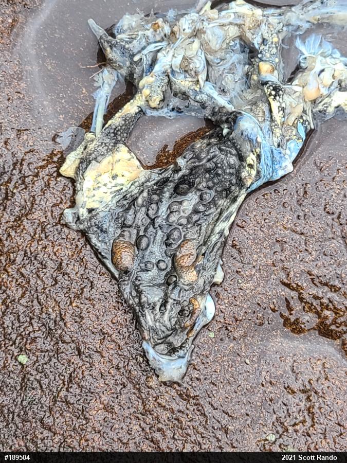 Eastern American Toad