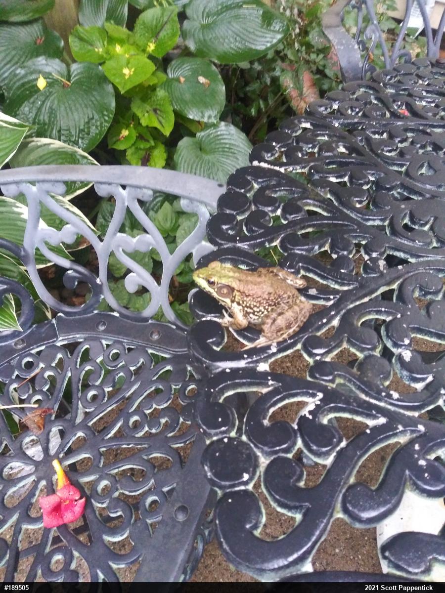 Green Frog