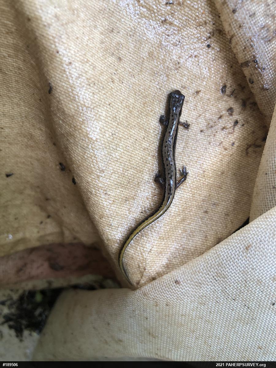 Northern Two-lined Salamander