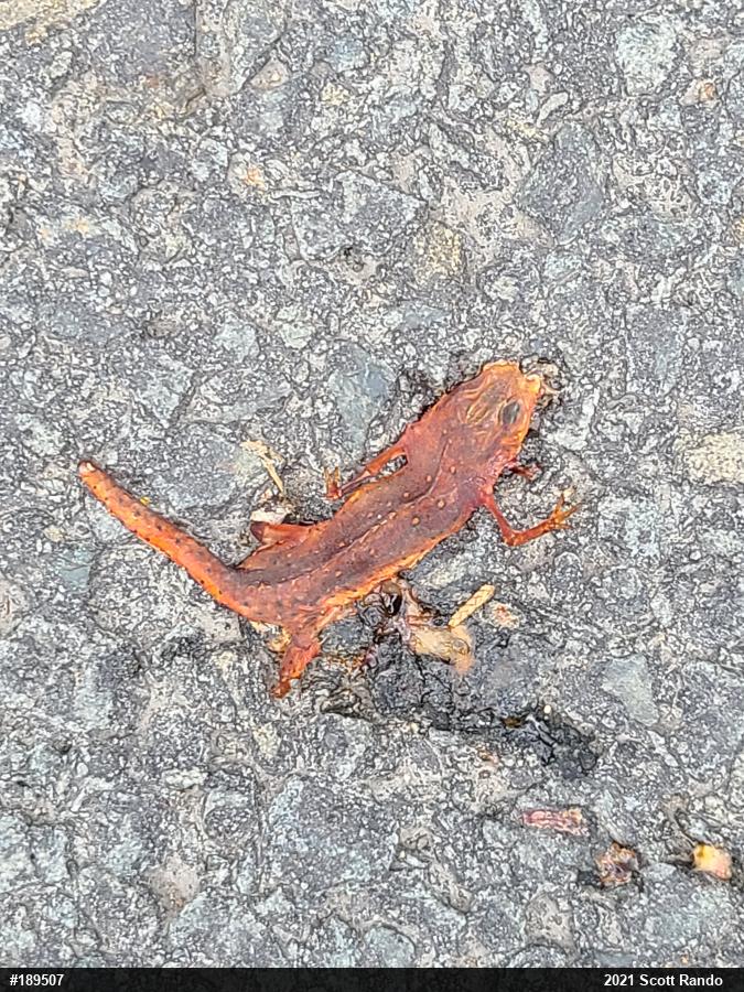 Red-spotted Newt