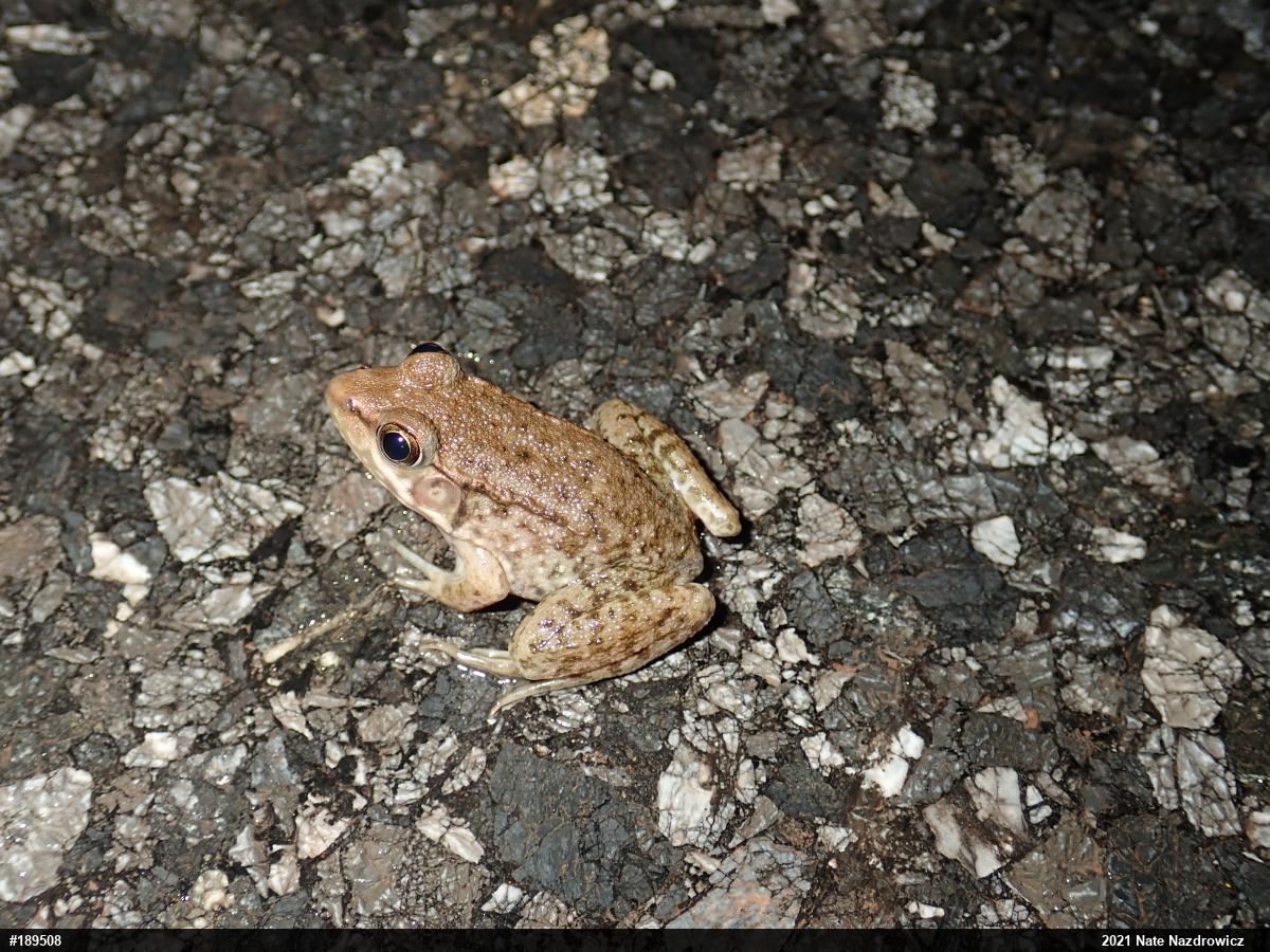 Green Frog