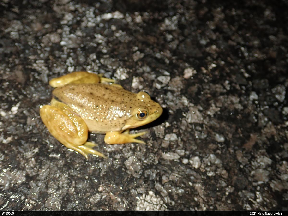 American Bullfrog
