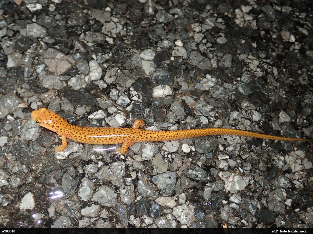Eastern Long-tailed Salamander