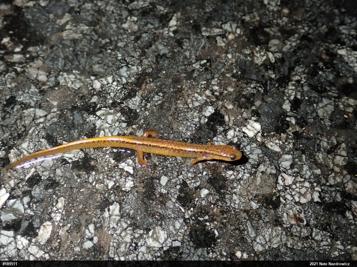 Northern Two-lined Salamander
