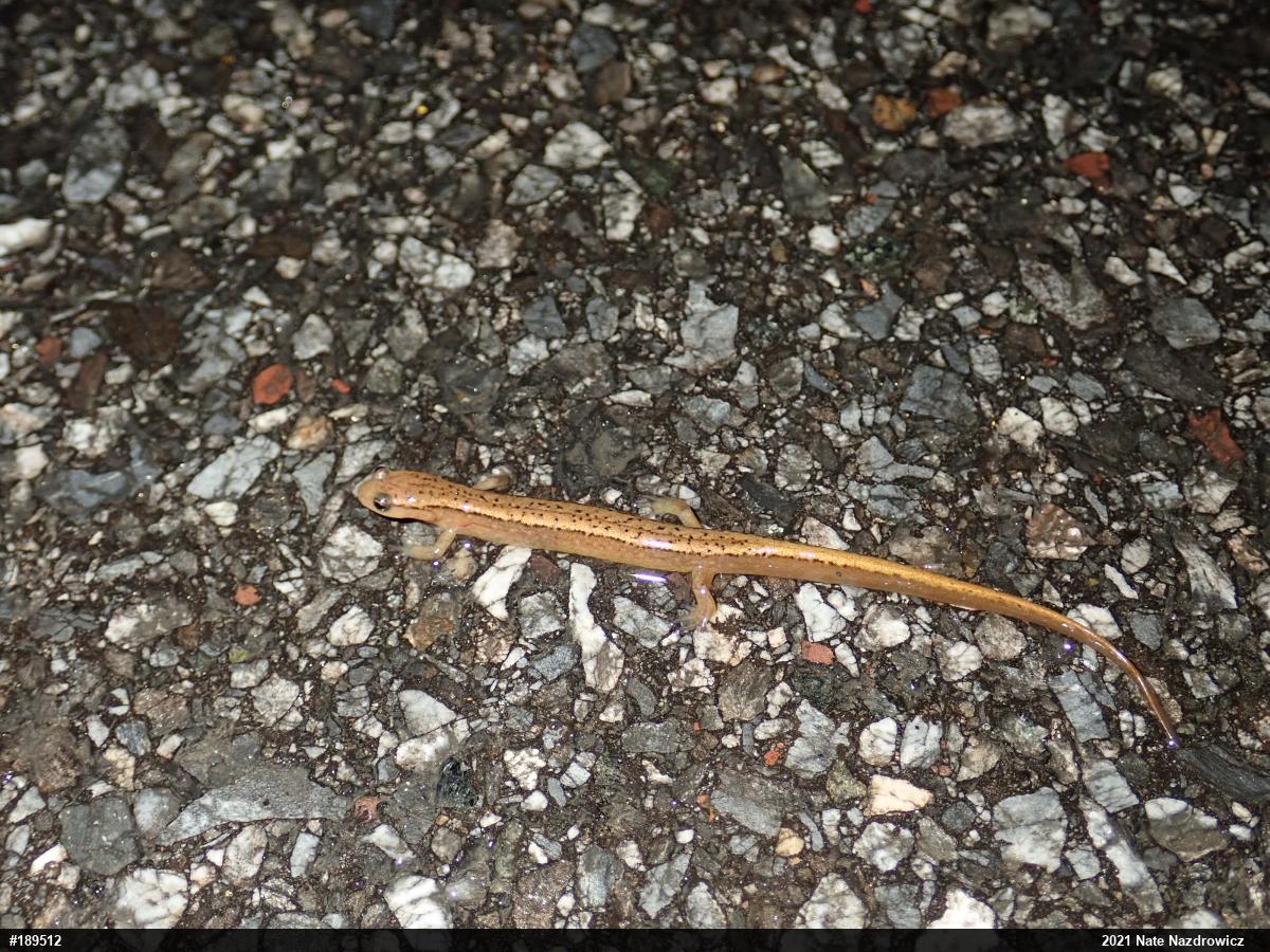 Northern Two-lined Salamander