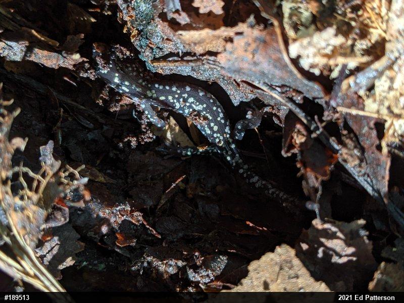 Northern Slimy Salamander