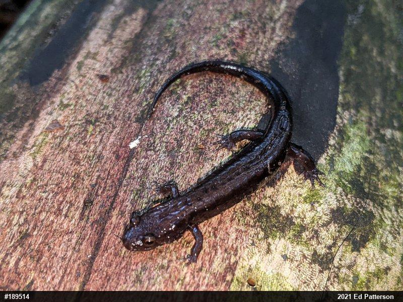 Allegheny Mountain Dusky Salamander