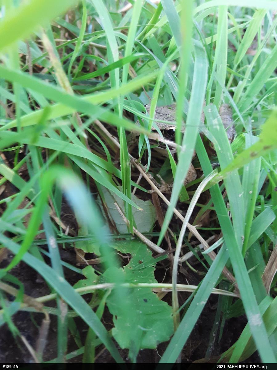Wood Frog