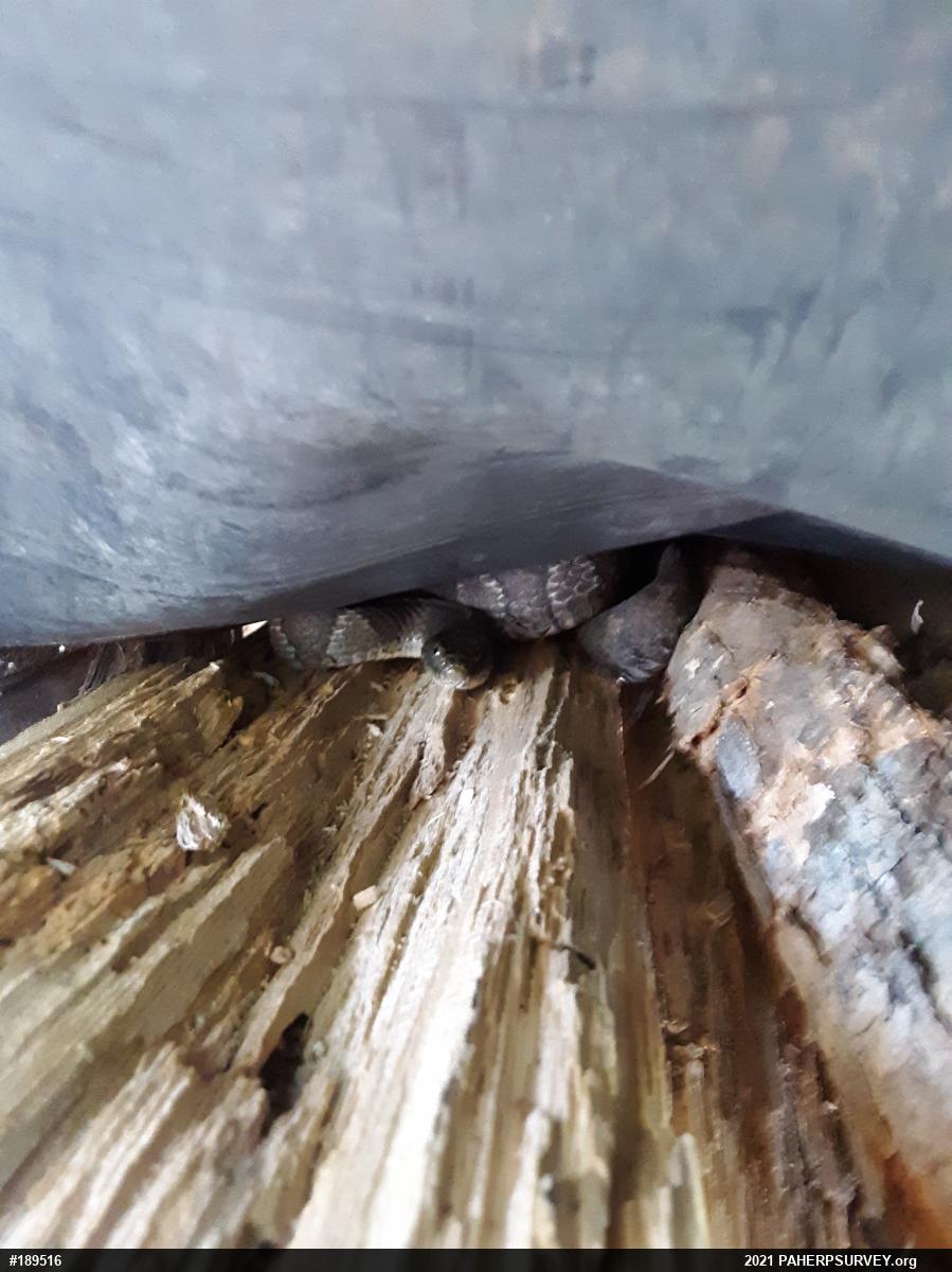 Northern Watersnake