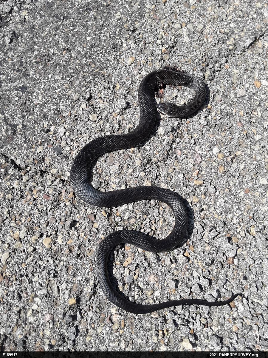 Eastern Ratsnake